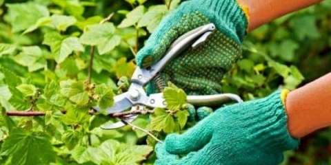 Kako orezati crvene ribizle - formiranje grma nakon berbe